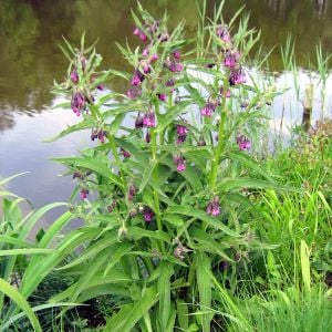 Şifalı karakafes otu tohumu symphytum officinale comon comfrey
