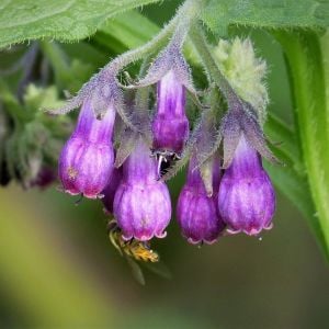 Doğal gübre karakafes otu tohumu symphytum officinale comfrey