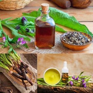 Şifalı karakafes otu tohumu symphytum officinale comon comfrey
