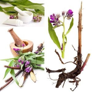 Şifalı karakafes otu tohumu symphytum officinale comon comfrey