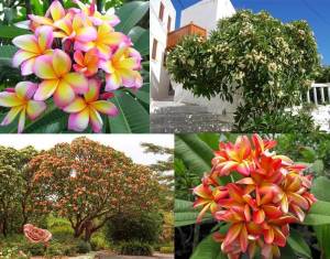 Plumeria fidesi kokulu çiçekler