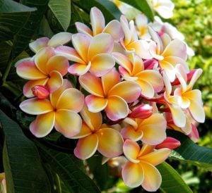 Plumeria fidesi kokulu çiçekler