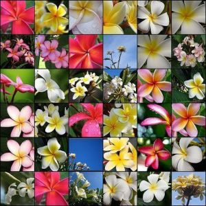 plumeria, plumeria fidesi, plumeria fidanı, plumeria satışı