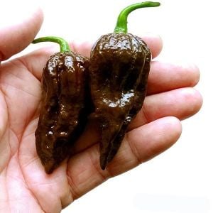 Dünyanın en acı biberi chocolate bhut jolokia biber tohumu