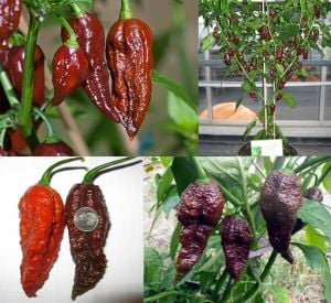Dünyanın en acı biberi chocolate bhut jolokia biber tohumu