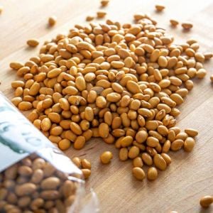Buckskin Atalık fasulye tohumu oturak tip