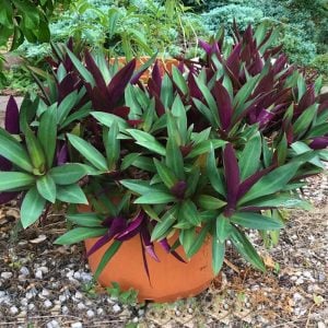 Telgraf çiçeği fidesi tradescantia spathacea rhoeo moses in the cradle