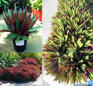 Telgraf çiçeği fidesi tradescantia spathacea rhoeo moses in the cradle