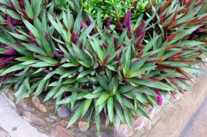 Telgraf çiçeği fidesi tradescantia spathacea rhoeo moses in the cradle