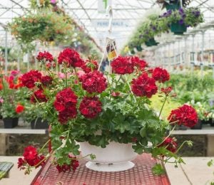 Koyu kırmızı sarkan sakız sardunya fidesi deep red sıcağa dayanıklı