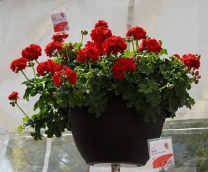 Koyu kırmızı sarkan sakız sardunya fidesi deep red sıcağa dayanıklı