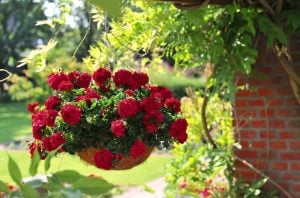 Koyu kırmızı sarkan sakız sardunya fidesi deep red sıcağa dayanıklı