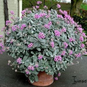 Kalanchoe pumila sukullent bitki