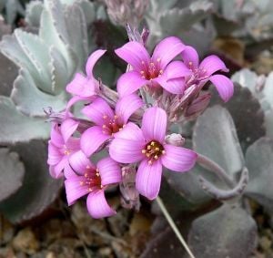 Kalanchoe pumila sukullent bitki