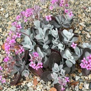 Kalanchoe pumila sukullent bitki