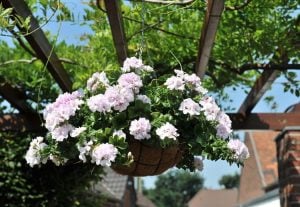 Beyaz sarkan sakız sardunya fidesi sıcağa dayanıklı