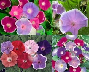 Sabah sefası tohumu renkli karışım ipomoea early call mix