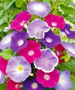 Sabah sefası tohumu renkli karışım ipomoea early call mix