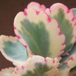 Kalanchoe fedtschenkoi variegata