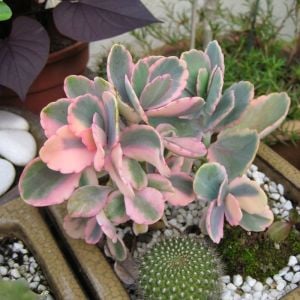 Kalanchoe fedtschenkoi variegata