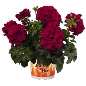 Kadife kırmızı sarkan sakız sardunya fidesi sıcağa dayanıklı velvet red