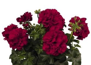 Kadife kırmızı sarkan sakız sardunya fidesi sıcağa dayanıklı velvet red