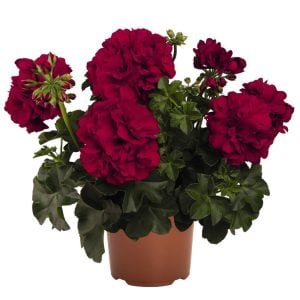 Kadife kırmızı sarkan sakız sardunya fidesi sıcağa dayanıklı velvet red