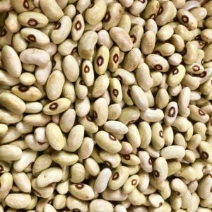 Verdon Atalık fasulye tohumu oturak tip