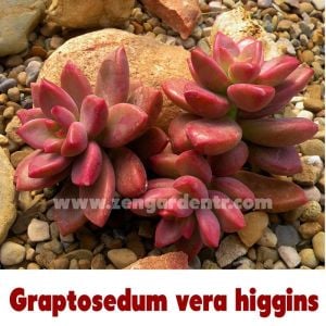 Graptosedum alpen glow sukulent bitki