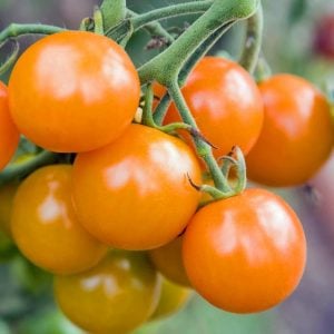 Atalık Figiel turuncu çeri üzüm domates tohumu sırık tip