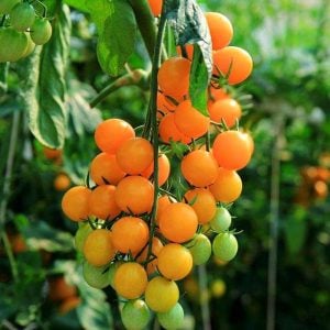 Atalık Figiel turuncu çeri üzüm domates tohumu sırık tip