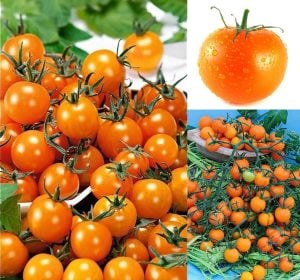 Atalık Figiel turuncu çeri üzüm domates tohumu sırık tip