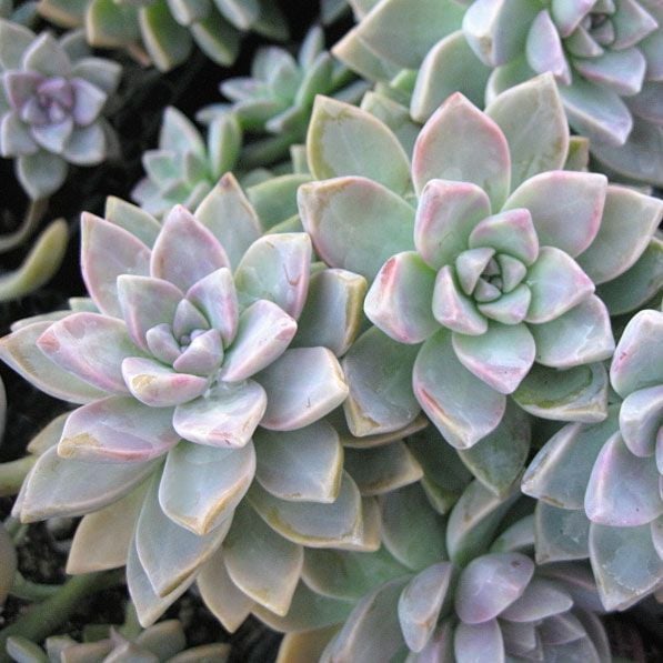 Graptopetalum paraguayense pink