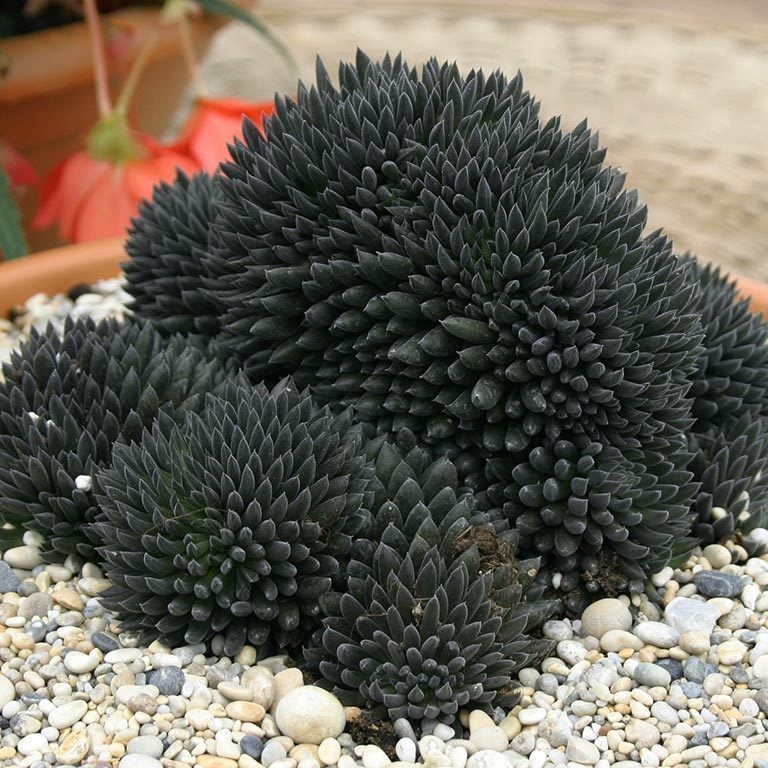 Sinocrassula yunnanensis chinese jade sukulent bitki