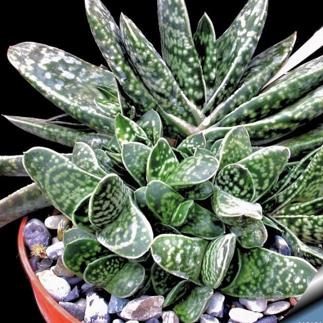 Gasteria bicolor sukulent bitki
