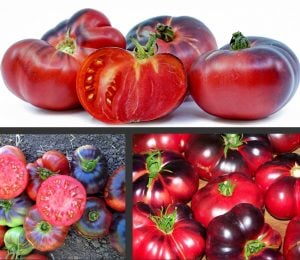 Siyah indigo blue beauty Atalık domates tohumu çok lezzetli