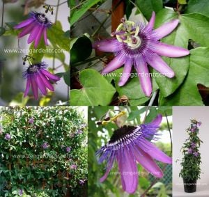 Mor passiflora fidesi lavender lady