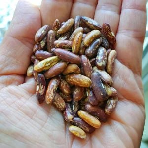 Calima Atalık fasulye tohumu oturak tip