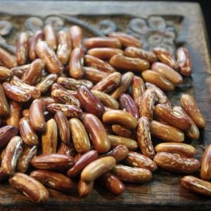 Calima Atalık fasulye tohumu oturak tip