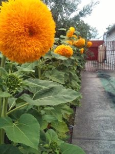 Orange Sun ayçiçeği tohumu katlı çiçekler