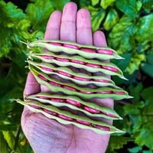 Hidatsa Atalık fasulye tohumu yarı oturak tip