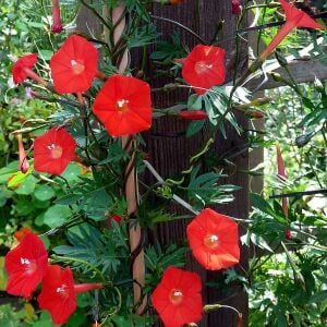 Kardinal servi sarmaşık tohumu ipomoea cardinalis quamoclit