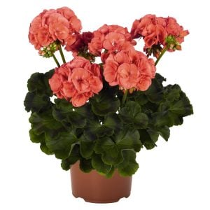 Mercan sardunya fidesi survivor coral pelargonium