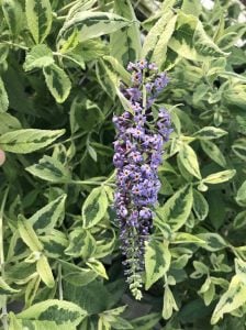 Butterfly Gold alaca kelebek çalısı buddleja davidii çift renk