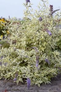 Butterfly Gold alaca kelebek çalısı buddleja davidii çift renk