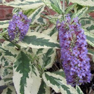 Butterfly Gold alaca kelebek çalısı buddleja davidii çift renk