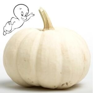 Beyaz bal kabağı tohumu casper pumpkin