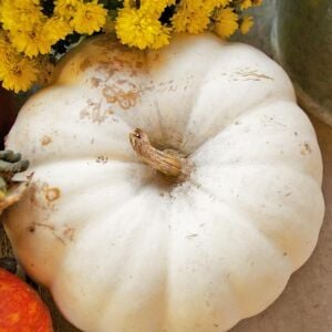 Beyaz bal kabağı tohumu casper pumpkin