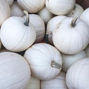 Beyaz bal kabağı tohumu casper pumpkin