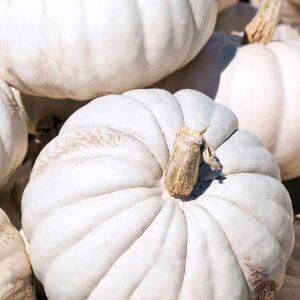 Beyaz bal kabağı tohumu casper pumpkin